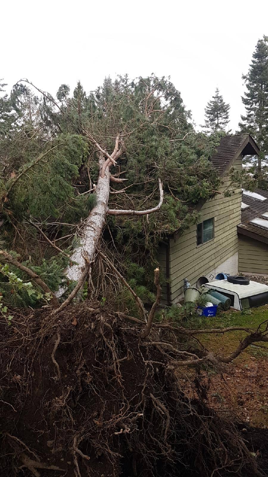 storm tree damage