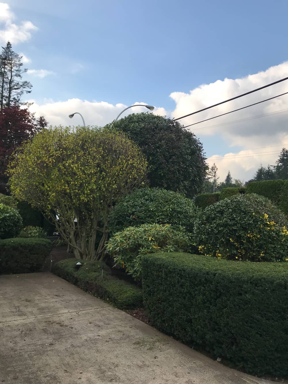trimming shaping hedges
