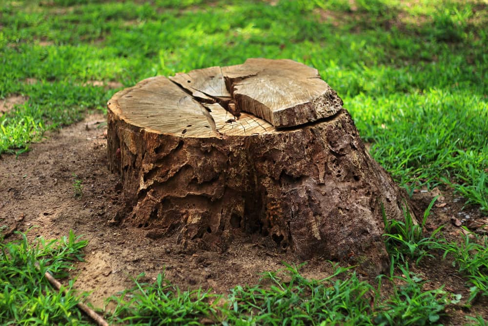 get rid of stumps