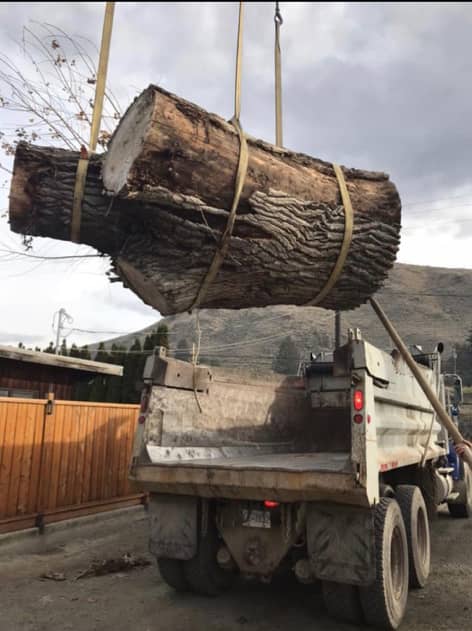 wood tree debris removal