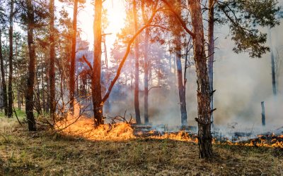 Fire-Smart Tips: How to Protect Your Home from Wildfires