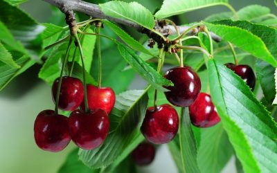 All About Cherry Trees