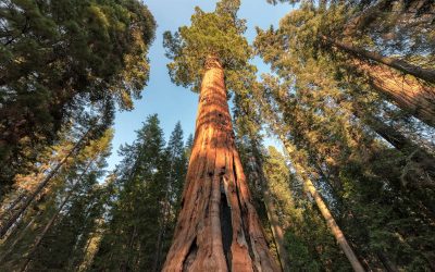 What is the largest tree in the world?