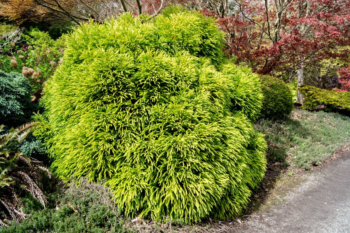 cryptomeria dwarf japanese-cedar