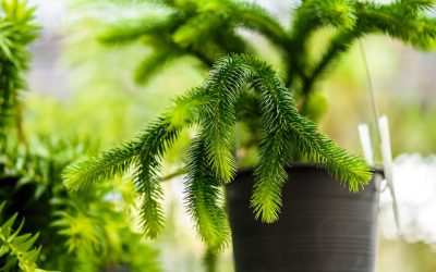 All About Cryptomeria Trees