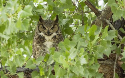 Wildlife Habitat Trees