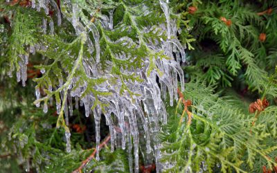 How to protect your trees and shrubs through winter