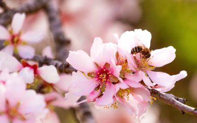 Trees Need Pollinators