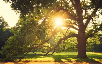 Love those shade trees!