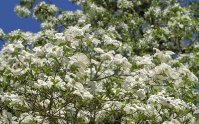 Flowering Dogwood Trees