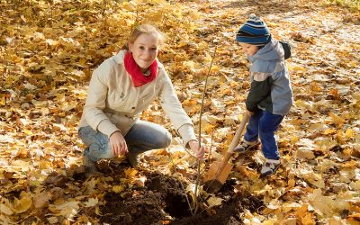 Preparing Trees For Winter