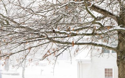 Trimming Unsafe Tree Branches