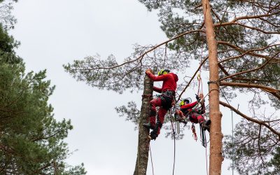 Summer Tree and Landscaping Services