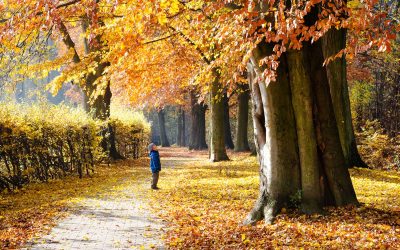 Caring for October Trees