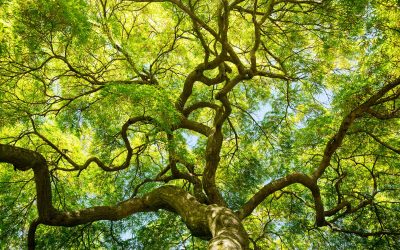 Why You Should Give Your Trees the Benefits of Root Fertilizer