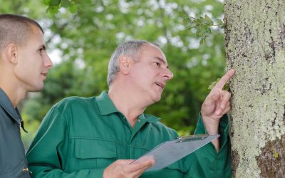 The Importance of Field Arborists in Tree Care and Dispute Resolution