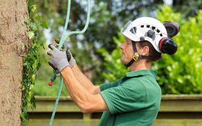 What is a Certified Arborist?