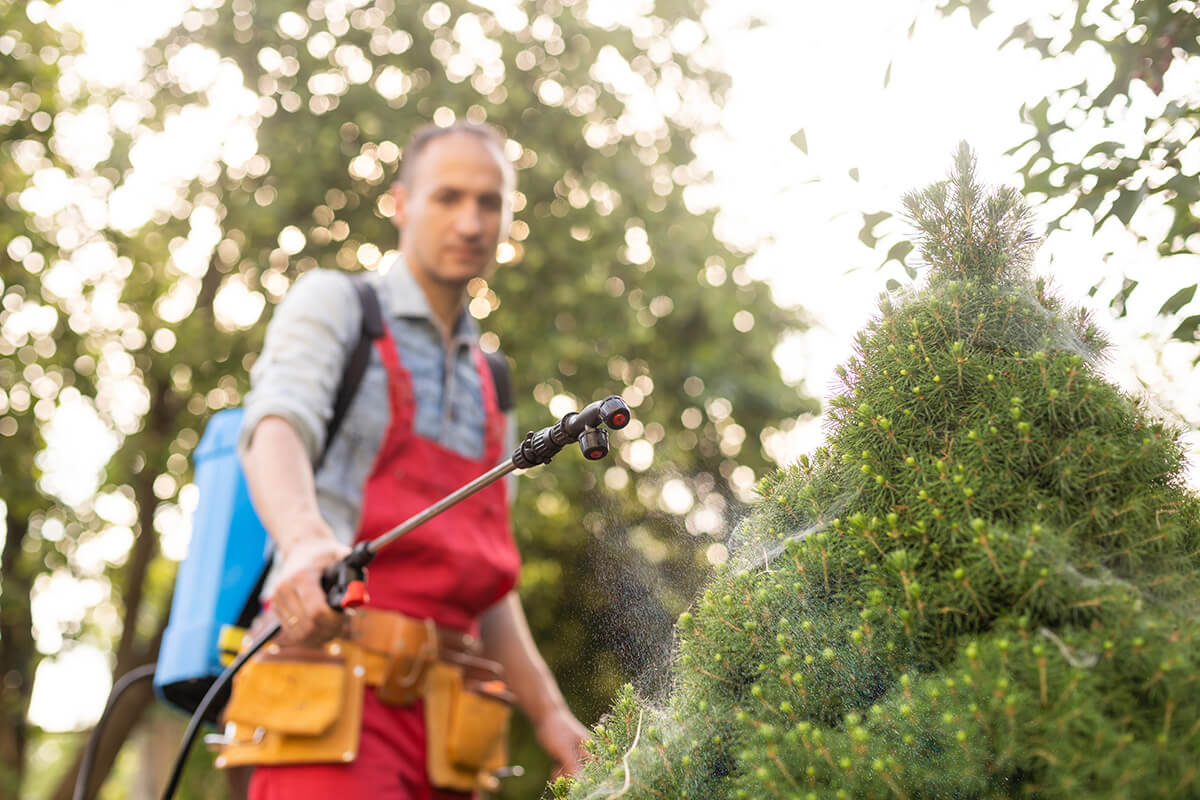 Gardener applying insecticide fertilizer