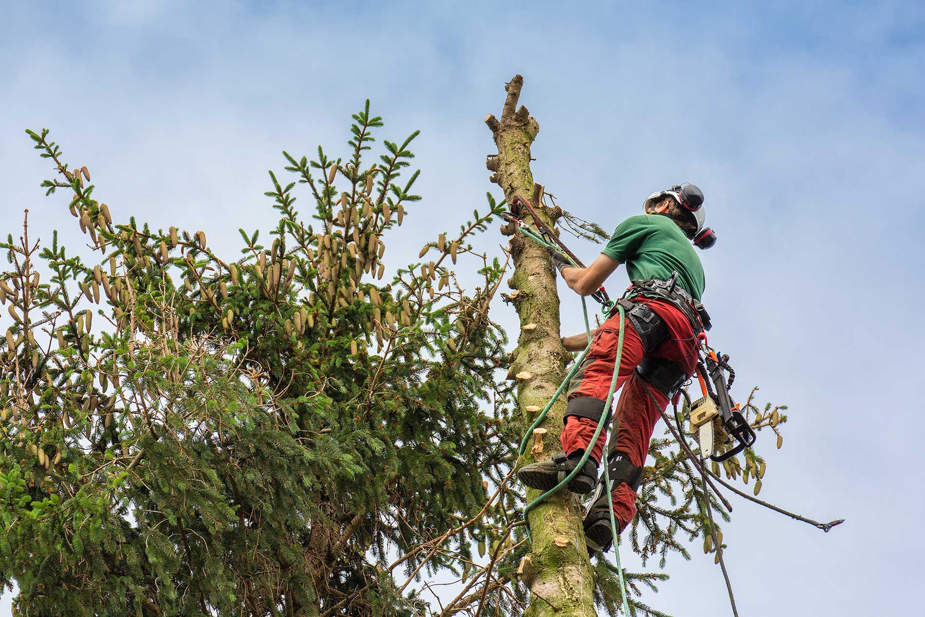The Work of Certified Arborists climbing the tree