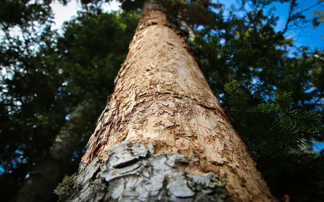 The detail of the bark of the tree