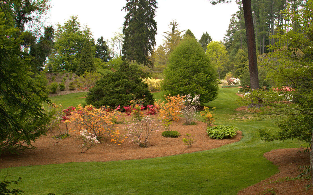 Absorbing Root Fertilizer for Tree Health