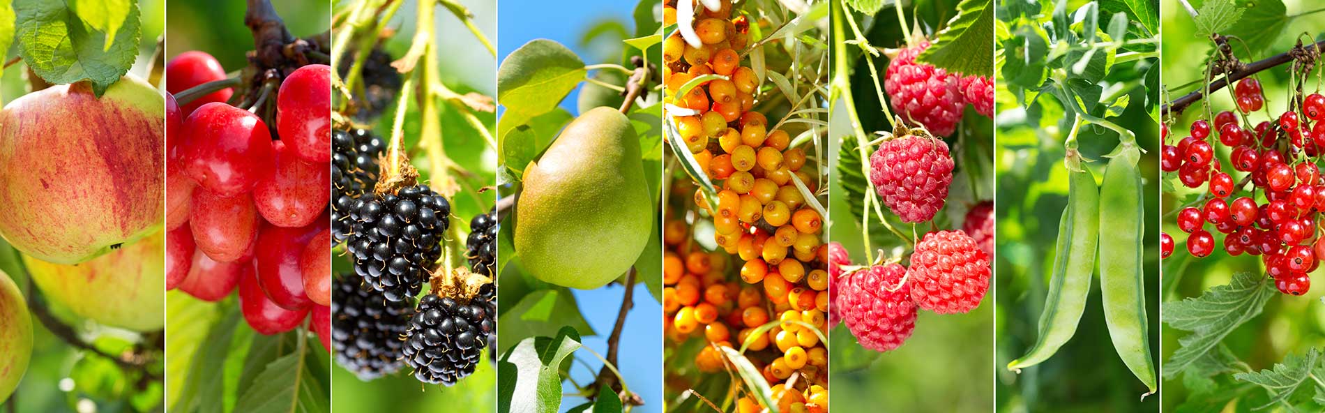 different varieties of fruits grown on trees