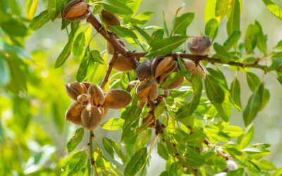 Different Kinds of Nut Trees