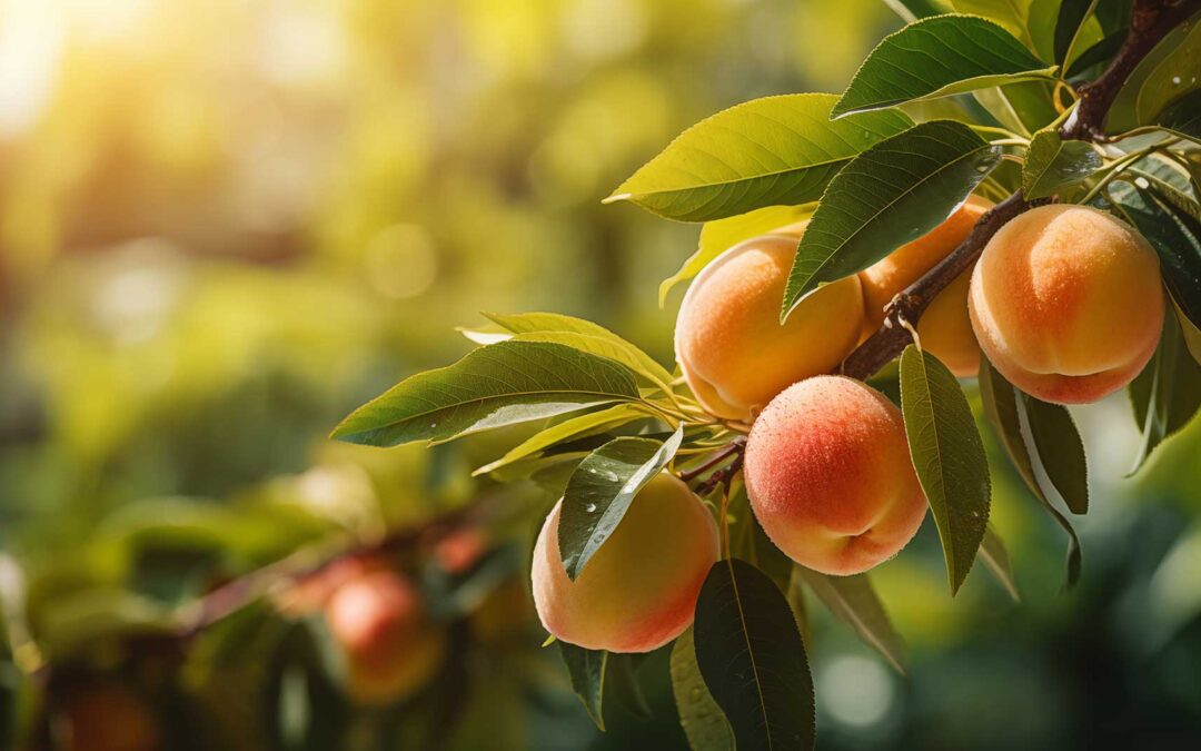 Fruit of the Okanagan: When They Are Ready