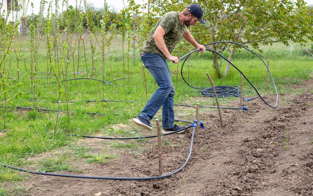 How to Keep Trees Alive in the Summer Heat While Conserving Water