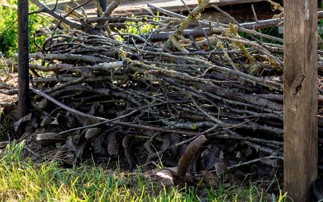 How to Protect Your Trees and Hedges During Winter