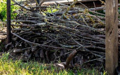 How to Protect Your Trees and Hedges During Winter