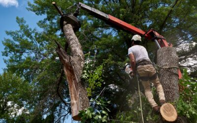 Prepare Your Property for Fall with Pine Valley Tree Services