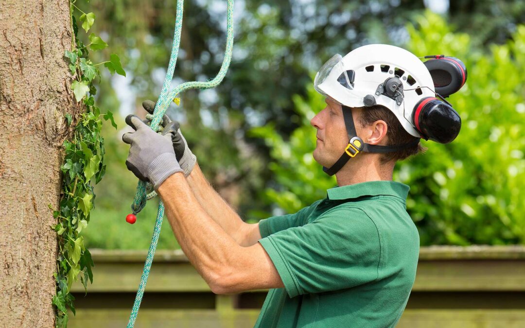 What is a Utility Arborist?