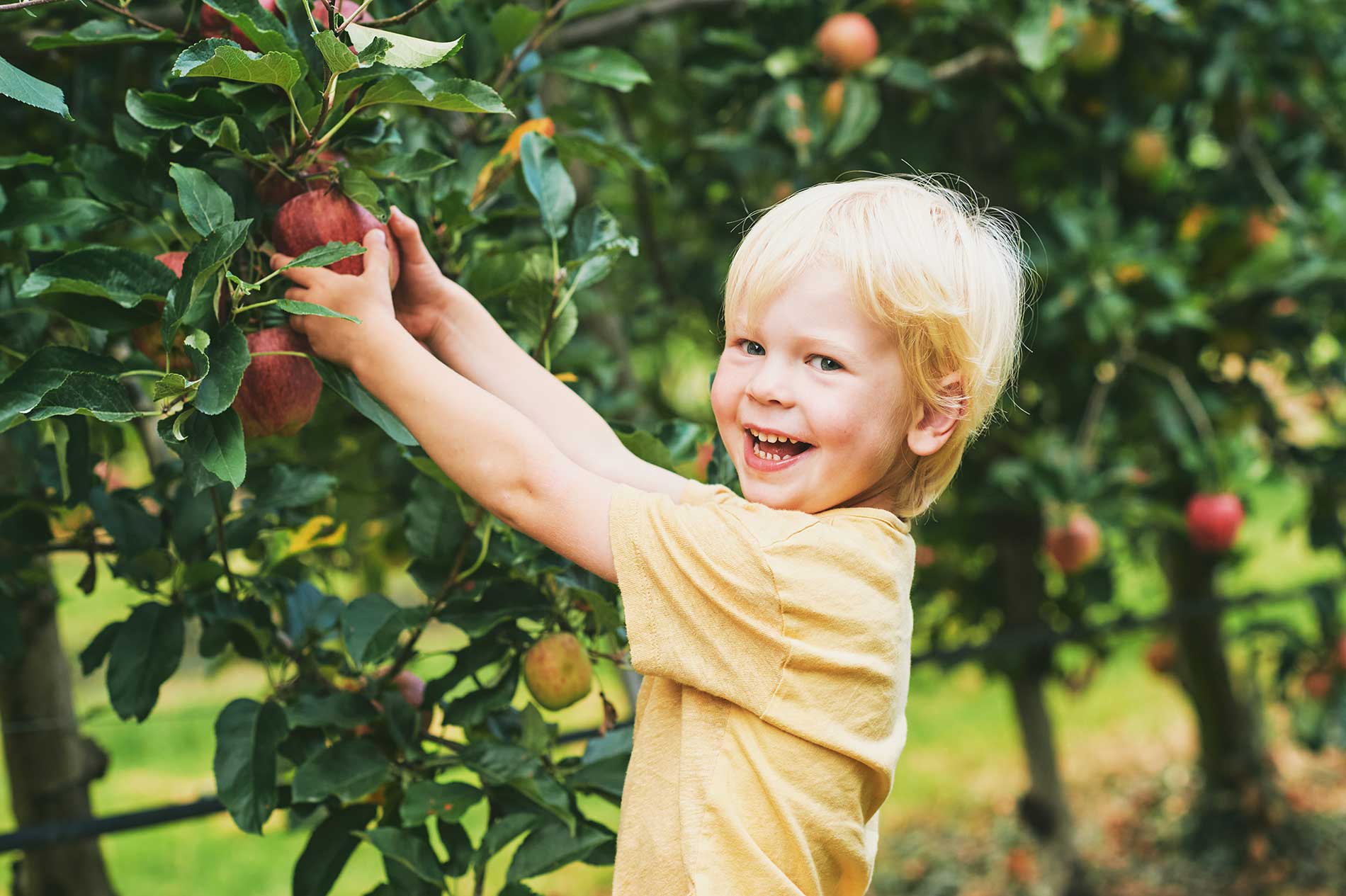 kid at an orchard picking fruit