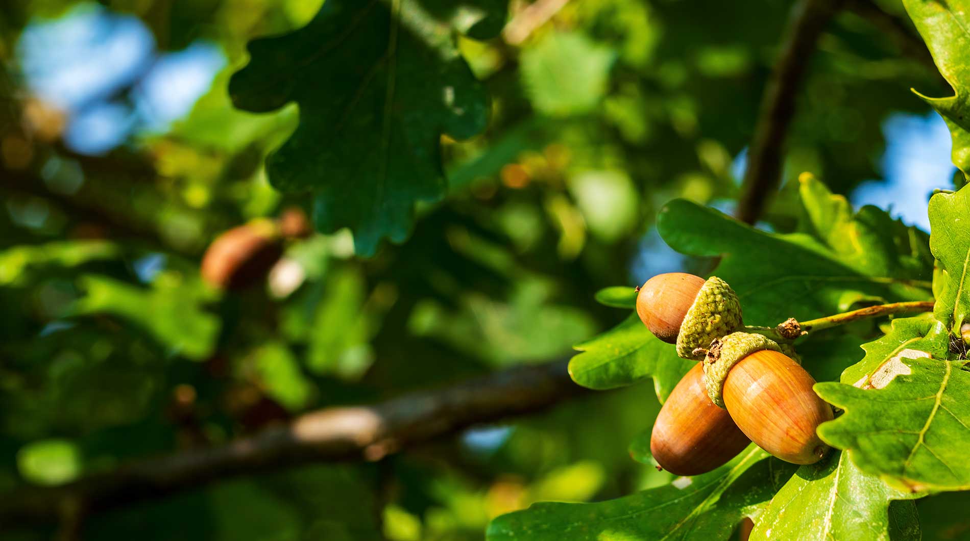 nuts growing on a tree