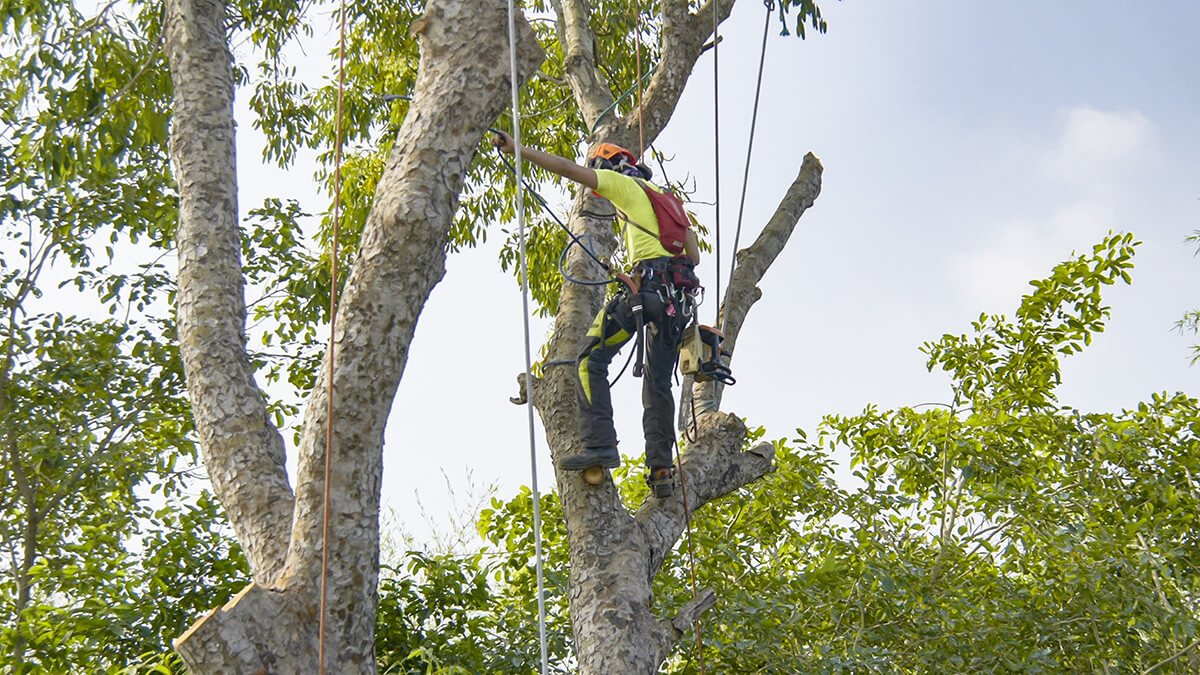 pruning maintenance service