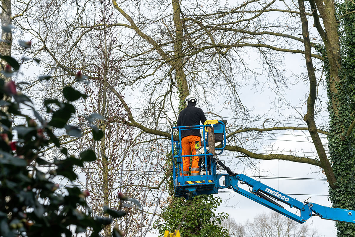 pruning trees