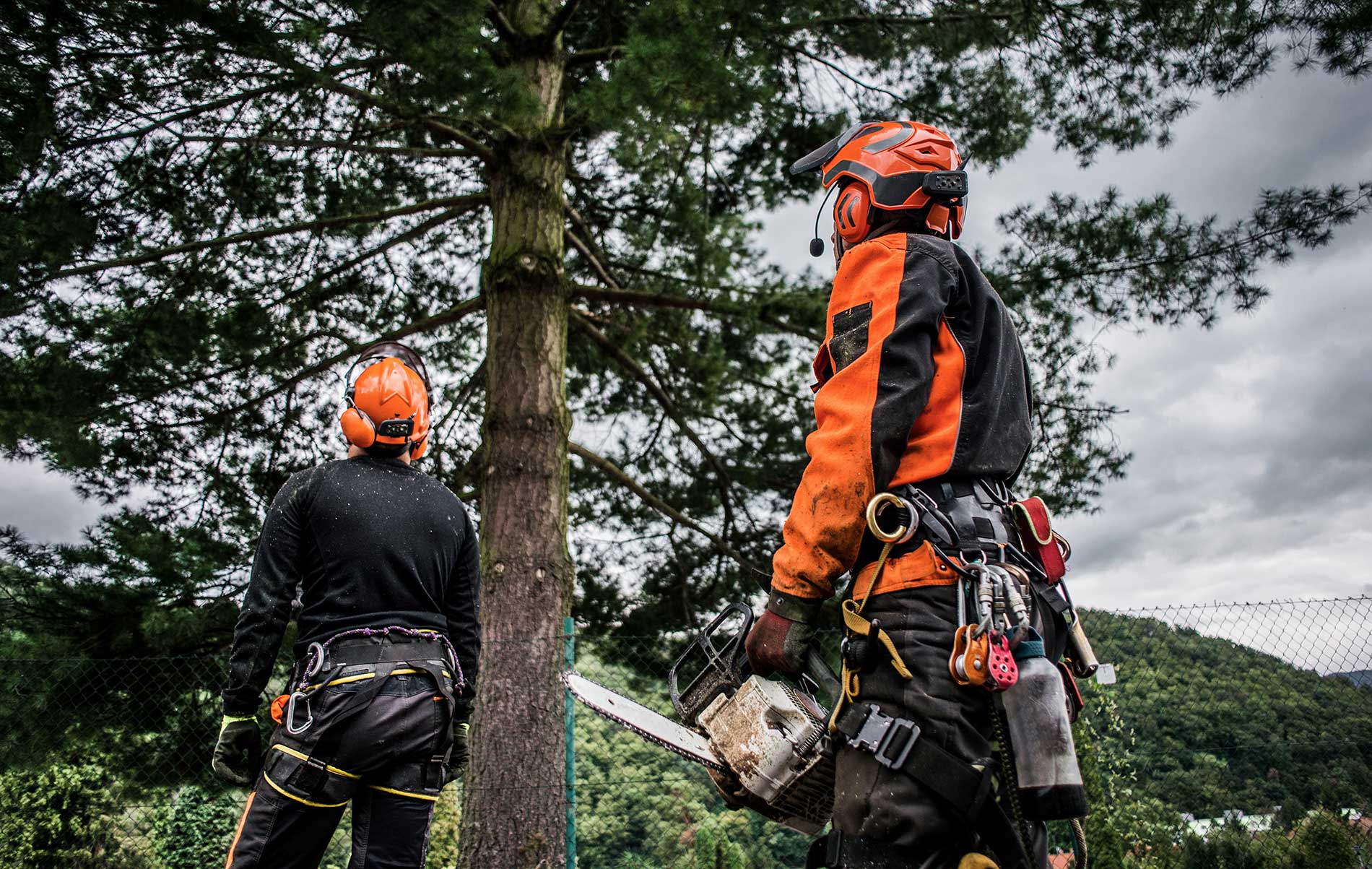 technicians working to remove trees from a yard